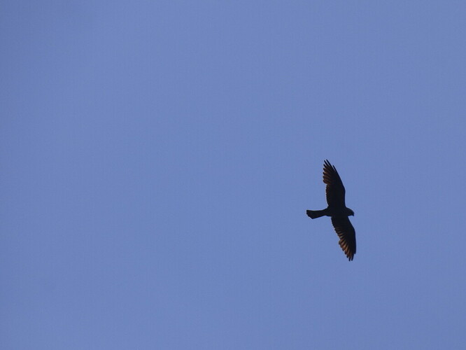 Mississippi Kite