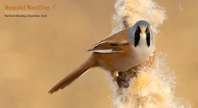 Bearded Reedling m