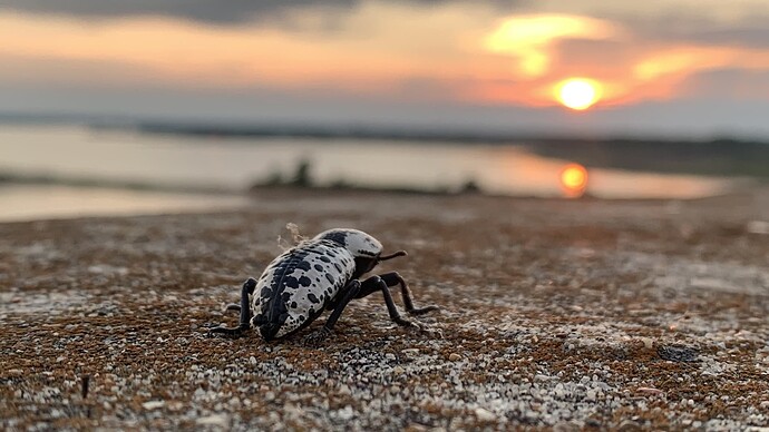 beetle_sunset