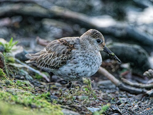 DSC_5521_DxO-1