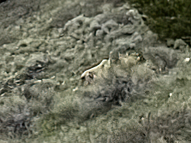 2_MountainLion_6x