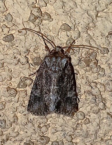 moth_2x_tweak