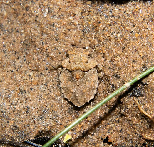 toad