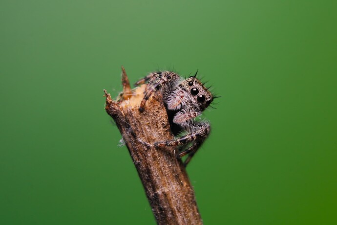 Phidippus putnami