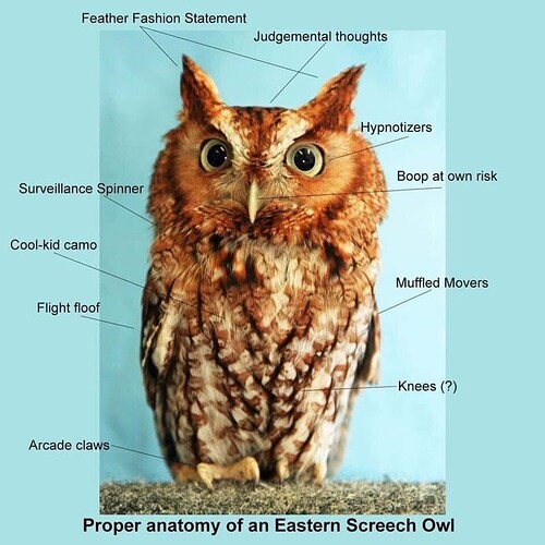 cool-kid-camo-muffled-movers-flight-floof-knees-arcade-claws-proper-anatomy-an-eastern-screech-owl