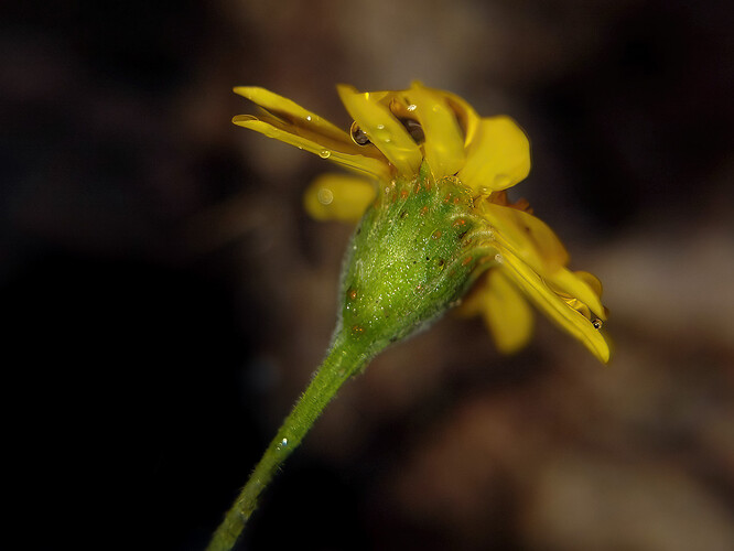 5-FlowerFlash_tweak