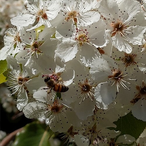 Apis mellifera on Pyrus calleryana flower