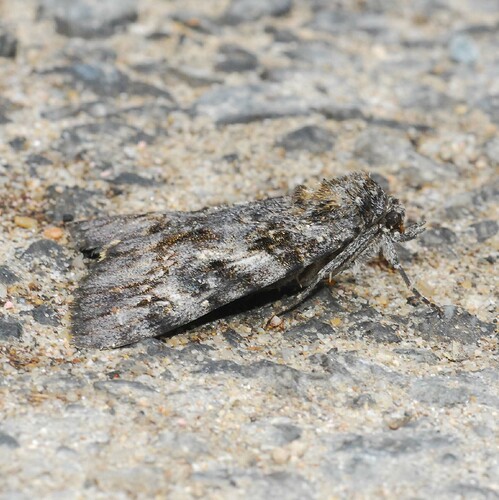 Genus Catocala