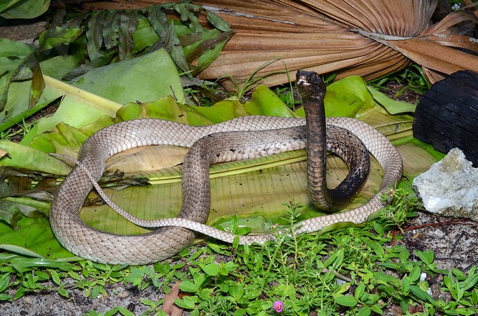 Eastern Coachwhip, Collier County, FL