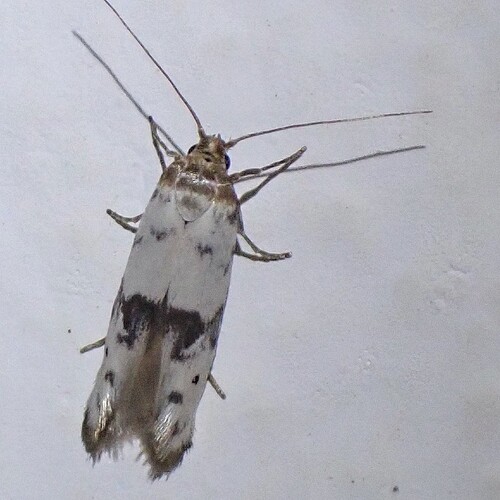 AA520BE5-61B9-4F1D-9408-8273D6C5C997_1_105_c