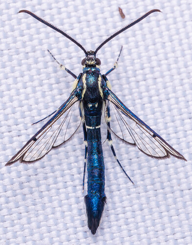 Lesser Peachtree Borer Moth