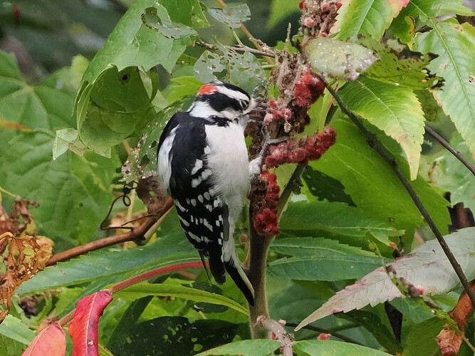 DCBAA104-1360-4F9A-ADAE-4D8BFAFF7B6A_1_201_a