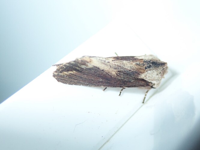 P4128123
