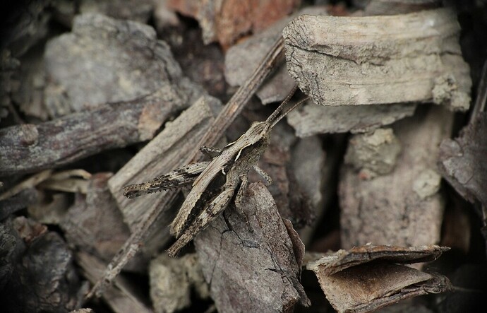 camoflage
