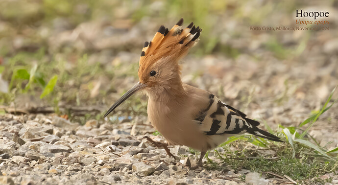 Hoopoe