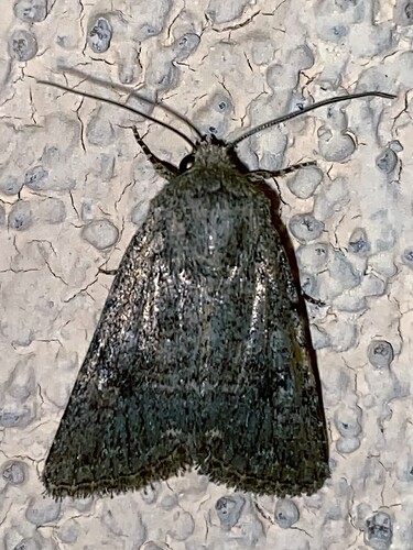 Moth-2nd-shot---2x-tweak