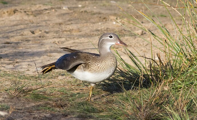 Mandarin Duck, Aix galericulata, Richmond, September 2018