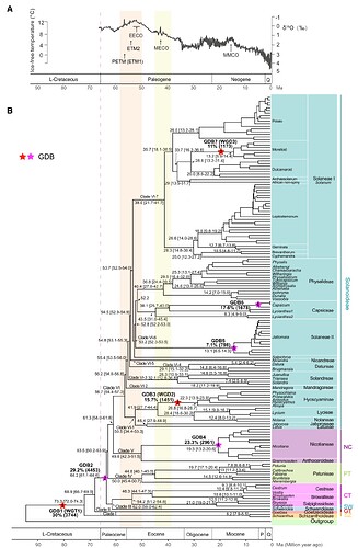 Solanaceae Entire Family Phylogenic Tree 1 EPIC at Genus level Showing Divergence Timeline Solanum