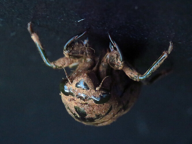 CicadaNymph