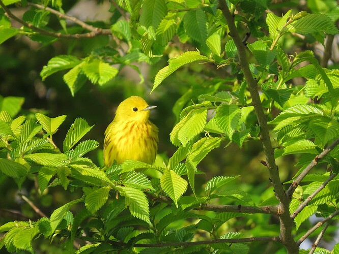yellow warbler 3 evanston 2017 small
