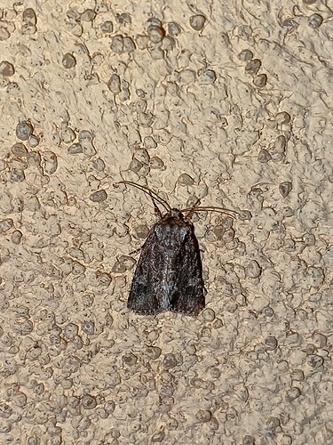 moth_tweak