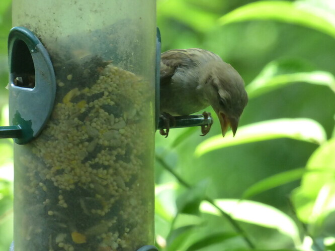 house sparrow