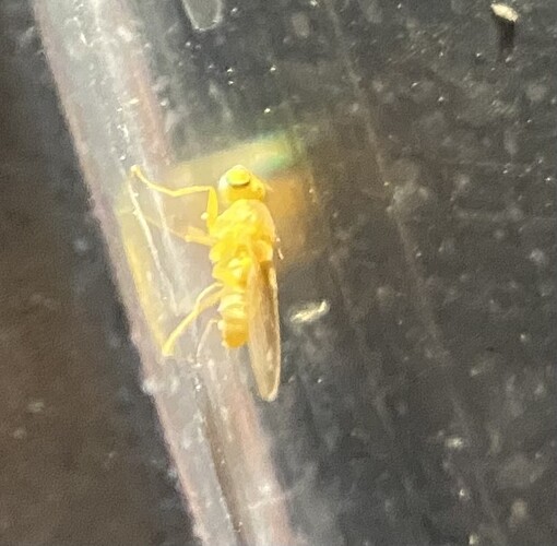 Mercedes Fletcher_Golden Fly1