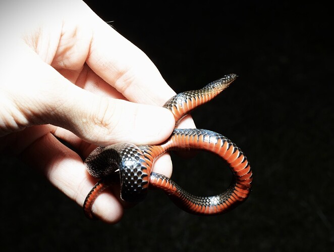 Black Swampsnake
