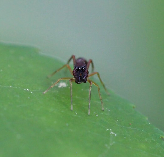 Synemosyna