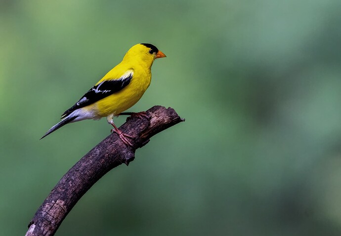 4U0A9941 Male American Goldfinch