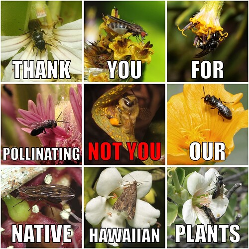 Hawaiian pollinators