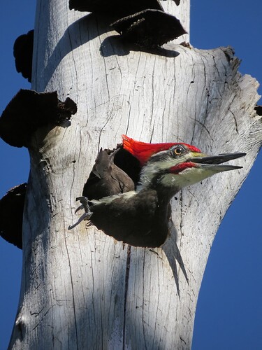 pileated woodpecker male advertising propectivenest cavity Sanibel Fla 2019 small