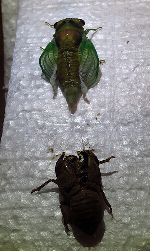 CicadaTeneral