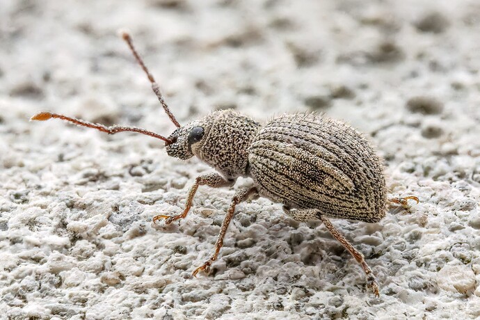 Calomycterus setarius (imported long-horned wevil)