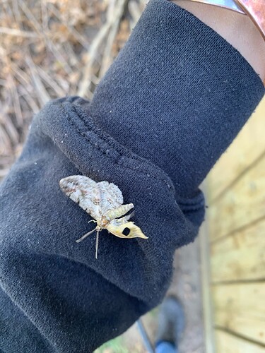 moth