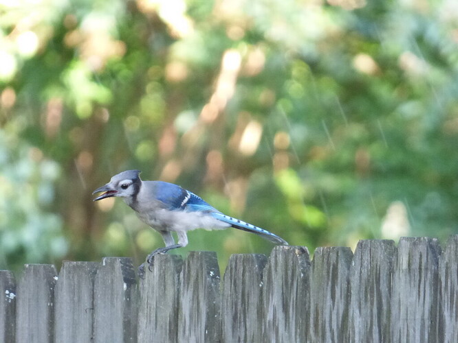 Blue jay