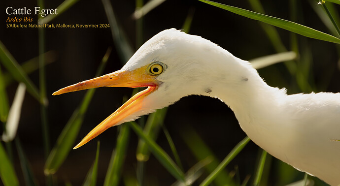 Cattle Egret