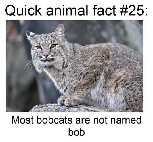 Not Bob