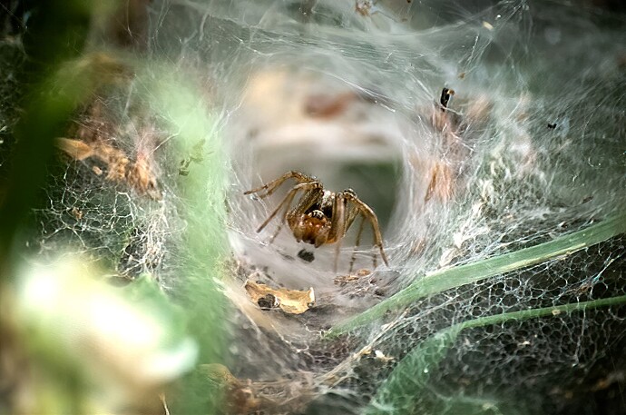funnel-spider-tweak2