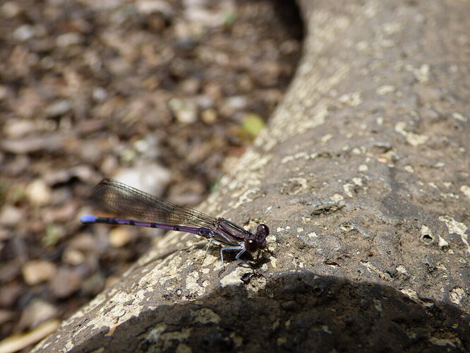 Variable dancer