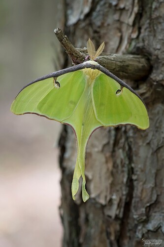 Luna moth perfect