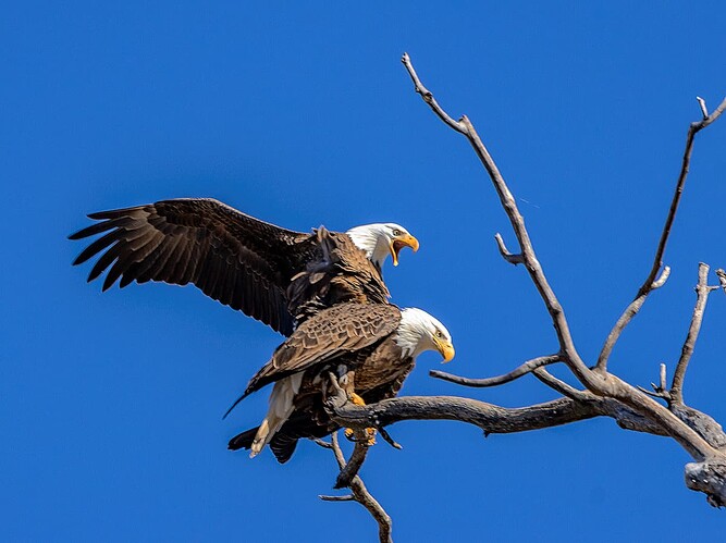 53519662517_763eec890e_o