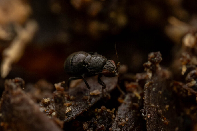 IMG_3513-Enhanced-NR