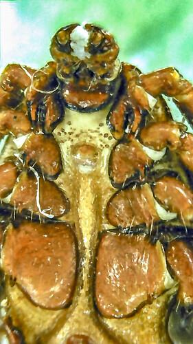 Tick hand mag through Affinity test-max2048_Radiant_Photo-Edit-max2048