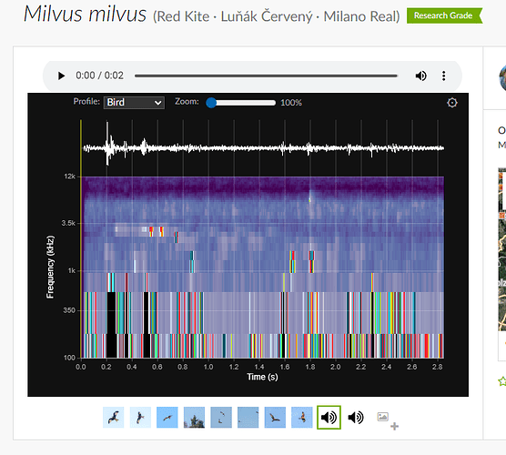 Milvus milvus