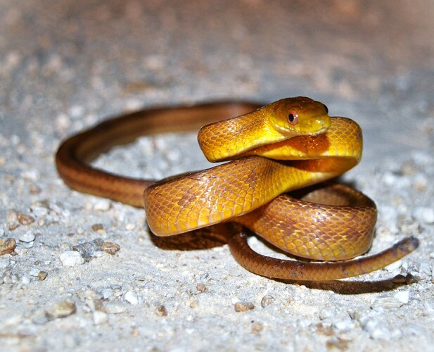 Yellow Ratsnake