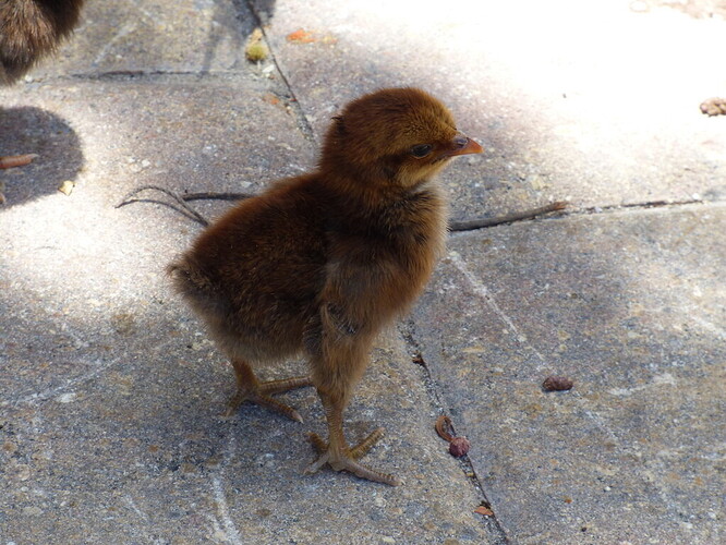 Red junglefowl