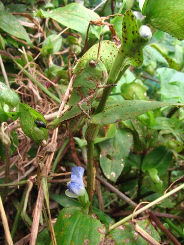 Locusta migratoria
