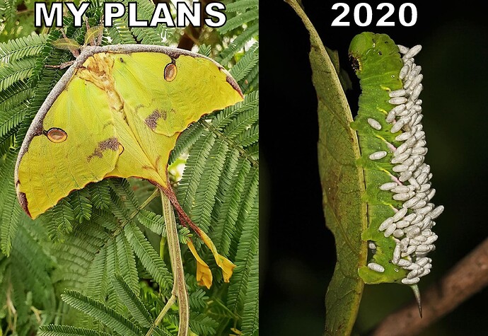 2020 caterpillar