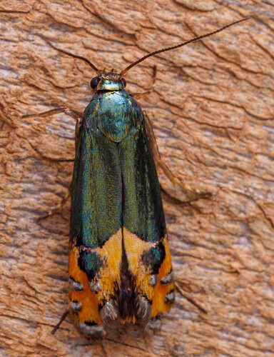 Lepidotarphius perornatella